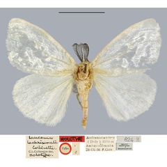 /filer/webapps/moths/media/images/L/lechrisemata_Leucoma_HT_MNHN.jpg