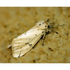 /filer/webapps/moths/media/images/P/punctulatum_Micralarctia_A_Roland_01_graL42Q.jpg