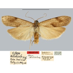 /filer/webapps/moths/media/images/S/simulatricula_Eilema_HT_MNHN.jpg