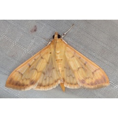 /filer/webapps/moths/media/images/D/diniasalis_Botyodes_A_Heyns_01.JPG