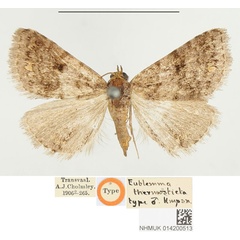 /filer/webapps/moths/media/images/T/thermosticta_Eublemma_HT_BMNH.jpg