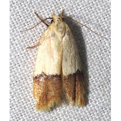 /filer/webapps/moths/media/images/N/natalis_Odites_A_Braun_03.jpg