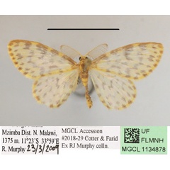 /filer/webapps/moths/media/images/P/parvistictus_Blaboplutodes_A_MGCLa_02.JPG