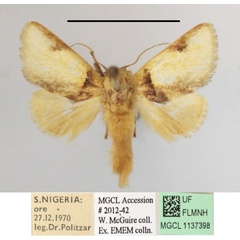 /filer/webapps/moths/media/images/A/afflata_Perola_A_MGCLa_02.JPG