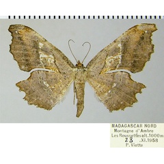 /filer/webapps/moths/media/images/F/fletcheri_Xenimpia_AF_ZSM.jpg