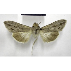 /filer/webapps/moths/media/images/T/terensis_Cucullia_AM_TMSA_03.jpg