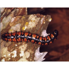 /filer/webapps/moths/media/images/T/terpsichore_Usta_C_Roland_07.jpg