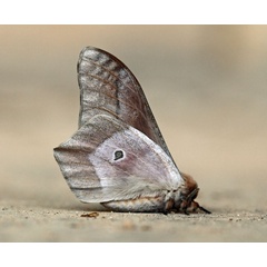 /filer/webapps/moths/media/images/F/forda_Citrina_A_Voaden_02.jpg
