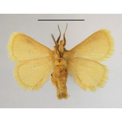 /filer/webapps/moths/media/images/C/confusa_Xanthopteryx_A_MGCLb_01.JPG