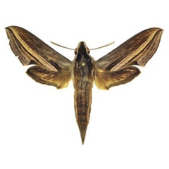 /filer/webapps/moths/media/images/M/monteironis_Theretra_AF_ANHRT.jpg