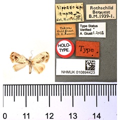 /filer/webapps/moths/media/images/L/lampra_Niphadolepis_HT_BMNH.jpg
