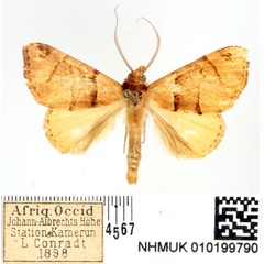 /filer/webapps/moths/media/images/F/flavealis_Marcipa_AM_BMNH.jpg