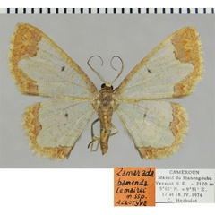 /filer/webapps/moths/media/images/L/lemairei_Zamarada_AT_ZSM.jpg