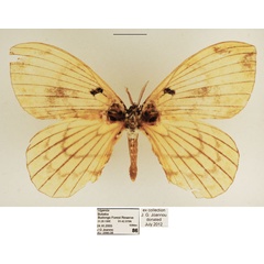 /filer/webapps/moths/media/images/O/orphne_Camerunia_AM_TMSA.jpg