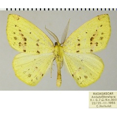 /filer/webapps/moths/media/images/I/indiscretaria_Epigynopteryx_AM_ZSMa.jpg