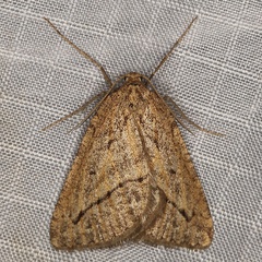 /filer/webapps/moths/media/images/C/crassidens_Hypotephrina_AM_Heynsb.jpg