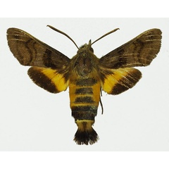 /filer/webapps/moths/media/images/T/trochilus_Macroglossum_AF_Basquina.jpg