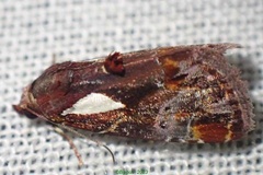 Maliattha mabillei