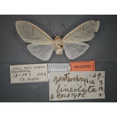 /filer/webapps/moths/media/images/L/lineolata_Amerila_HT_RMCA_01C.jpg