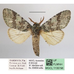 /filer/webapps/moths/media/images/C/calliope_Chlorocalliope_AM_MGCLa_02.JPG