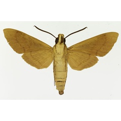 /filer/webapps/moths/media/images/X/xylina_Nephele_AM_Basquin_01b.jpg