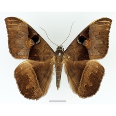 /filer/webapps/moths/media/images/A/amblyops_Cyligramma_AM_Basquin_01.jpg