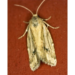 /filer/webapps/moths/media/images/S/stigmatia_Heliocheilus_A_Roland_01.jpg