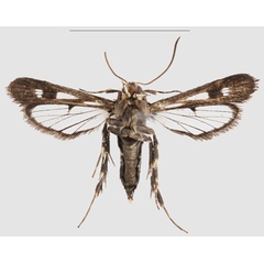 /filer/webapps/moths/media/images/N/nigrans_Crinipus_HT_SMNSb.jpg