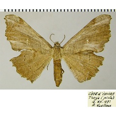 /filer/webapps/moths/media/images/B/burgessi_Xenimpia_AF_ZSM.jpg