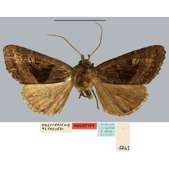 /filer/webapps/moths/media/images/P/petryvesi_Tracheplexia_HT_MNHN.jpg