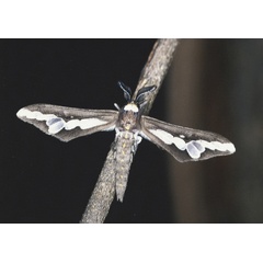 /filer/webapps/moths/media/images/C/caffra_Thyretes_M_Roland_06.jpg