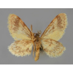 /filer/webapps/moths/media/images/A/amputata_Idaea_A_ZSM_02.jpg