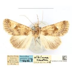 /filer/webapps/moths/media/images/A/albiluna_Amefrontia_LT_BMNH_KFRnUck.jpg