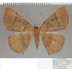 /filer/webapps/moths/media/images/L/limbata_Cabera_AF_ZSM.jpg