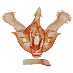 /filer/webapps/moths/media/images/H/helvella_Gnathodes_GMHT_NHMUK_9599.jpg