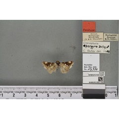 /filer/webapps/moths/media/images/E/epargyra_Plusia_PT_BMNHa.jpg