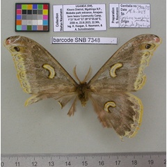 /filer/webapps/moths/media/images/U/ugandensis_Epiphora_NT_MfNa.jpg