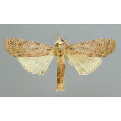 /filer/webapps/moths/media/images/A/atrifasciata_Scrancia_A_RMCA_01.jpg