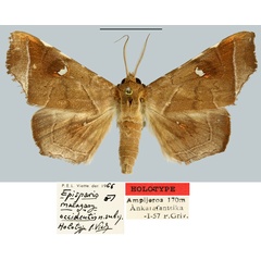 /filer/webapps/moths/media/images/O/occidentis_Episparis_HT_MNHN.jpg