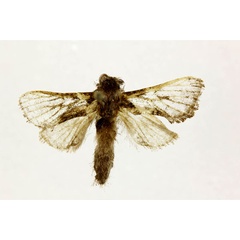 /filer/webapps/moths/media/images/B/brunnescens_Kotochalia_A_RMCA.jpg
