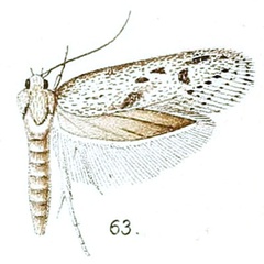 /filer/webapps/moths/media/images/I/irroratella_Blastobasis_HT_Walsingham_6-63.jpg