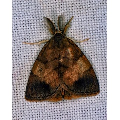 /filer/webapps/moths/media/images/D/discalis_Aroa_A_Roland_01.jpg
