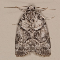 /filer/webapps/moths/media/images/R/roeselioides_Pardasena_A_Heyns_01.jpg