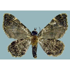 /filer/webapps/moths/media/images/O/olivata_Piercia_AF_ZSMb.jpg