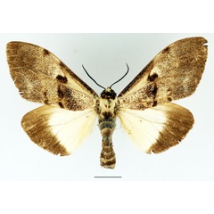 /filer/webapps/moths/media/images/I/inexpectata_Aprosdocetos_AF_Basquin_02.jpg