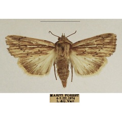 /filer/webapps/moths/media/images/I/internata_Mythimna_AF_TMSA_02.jpg