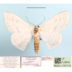 /filer/webapps/moths/media/images/C/centrophora_Somatina_A_MGCL_01.jpg