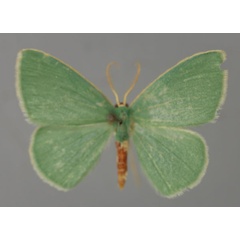 /filer/webapps/moths/media/images/T/trilobata_Omphax_A_ZSM_01.jpg