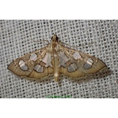 /filer/webapps/moths/media/images/V/vadonalis_Glyphodella_A_Bippus_02.jpg