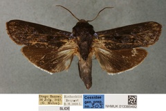 Pseudocossus mineti